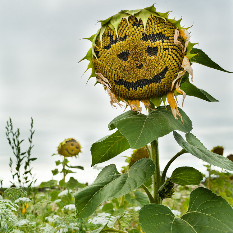 l’étrange été de Mr Jack
