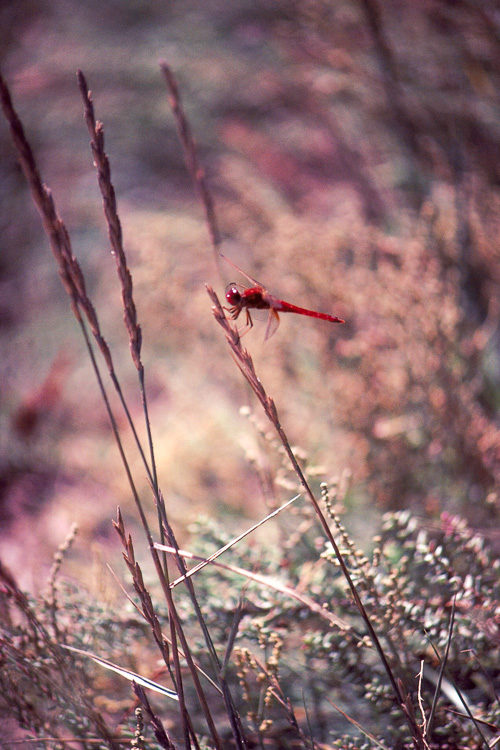 les bêtes du sud sauvage #1