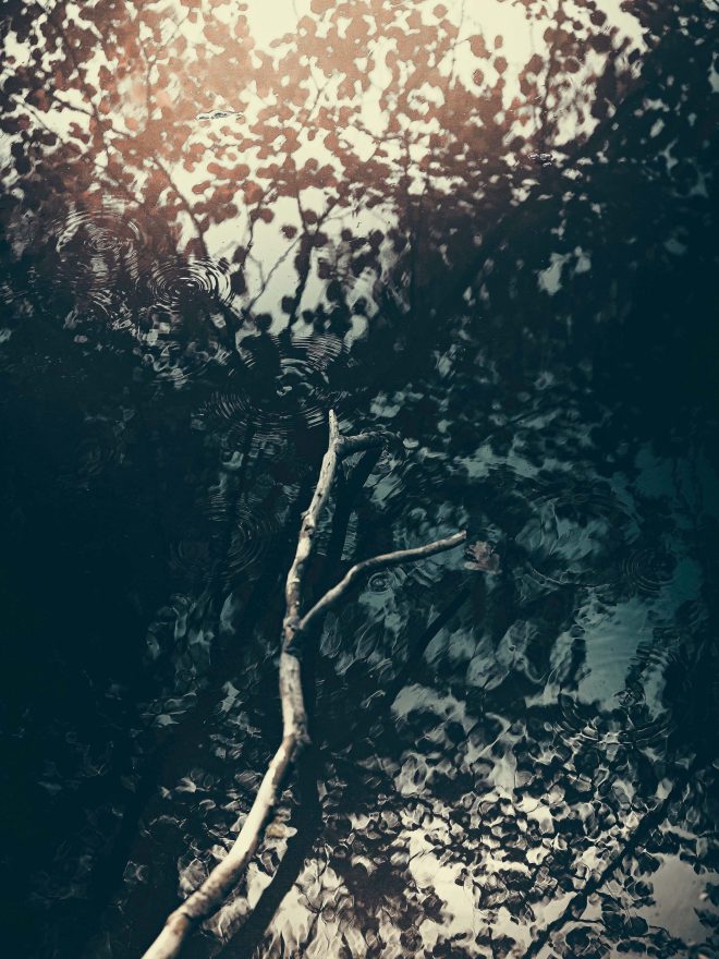 Dendrologie onirique