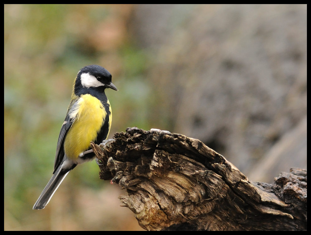 Mésange Charbonnière