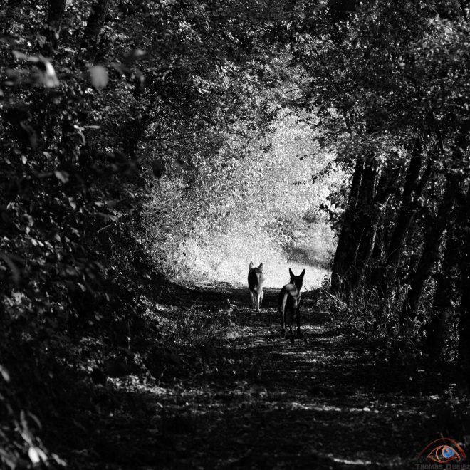 If dogs run free #11