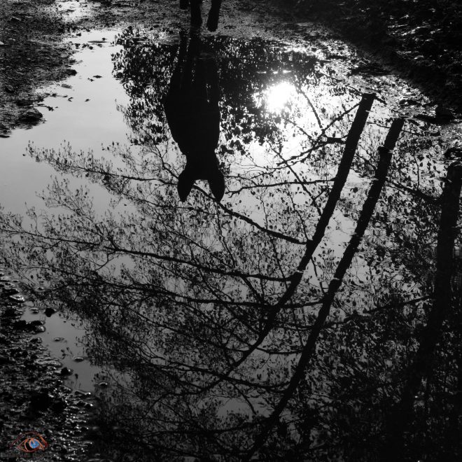 If dogs run free #36