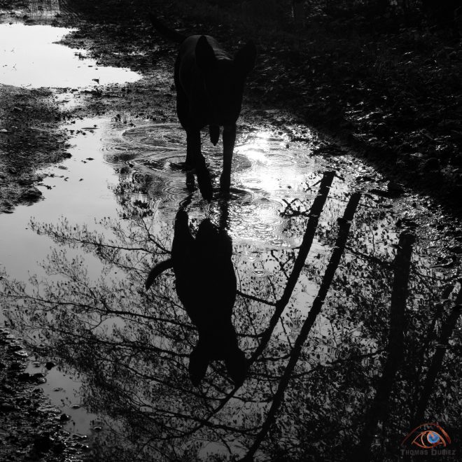 If dogs run free #37