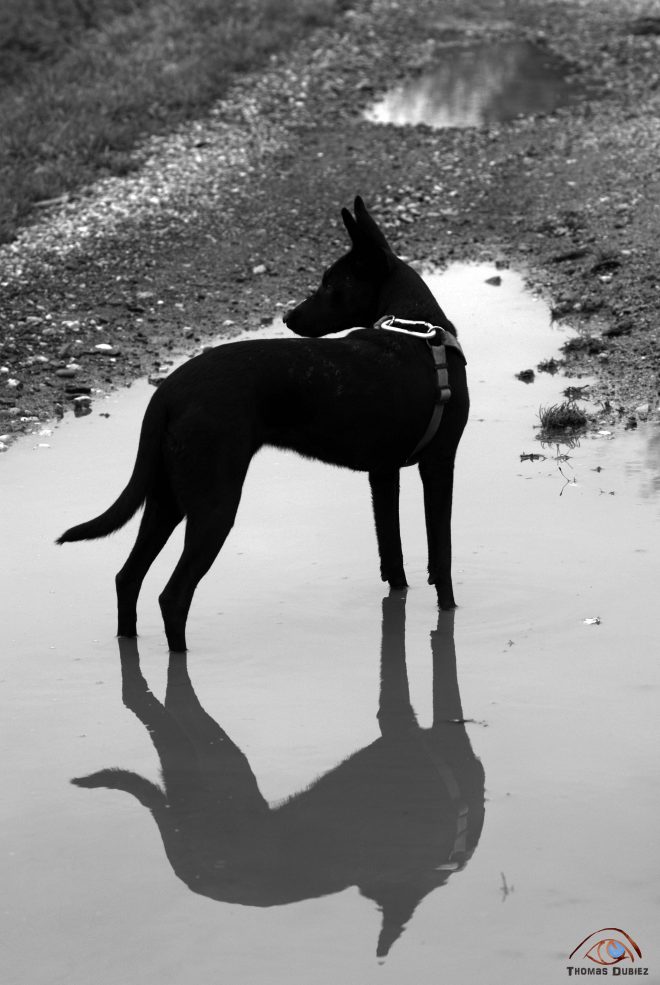 If dogs run free #48