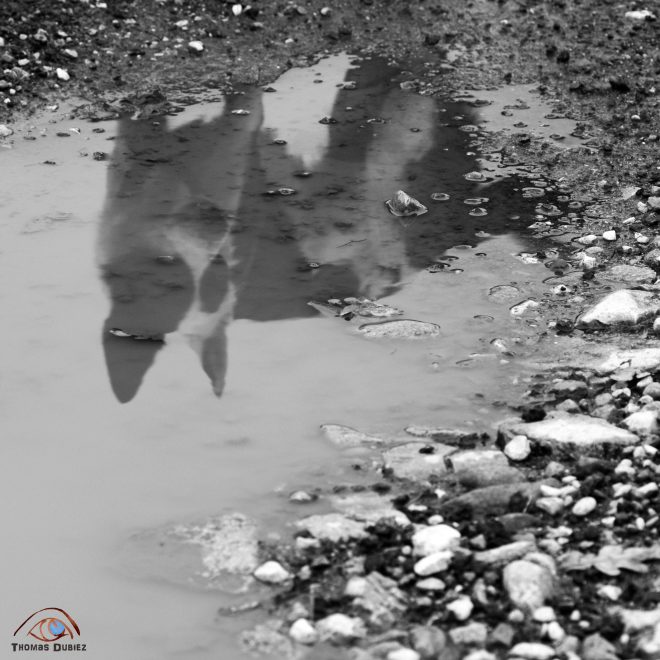 If dogs run free #51