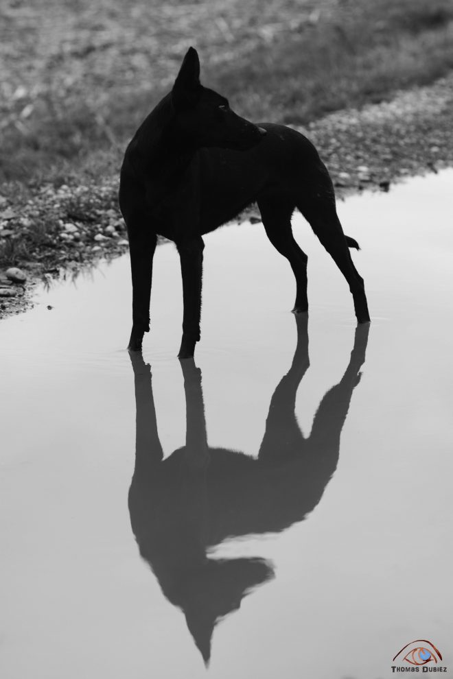 If dogs run free #64