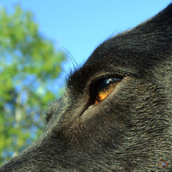 Quel est donc cet animal ?