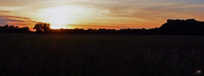 Setting sun flowers field