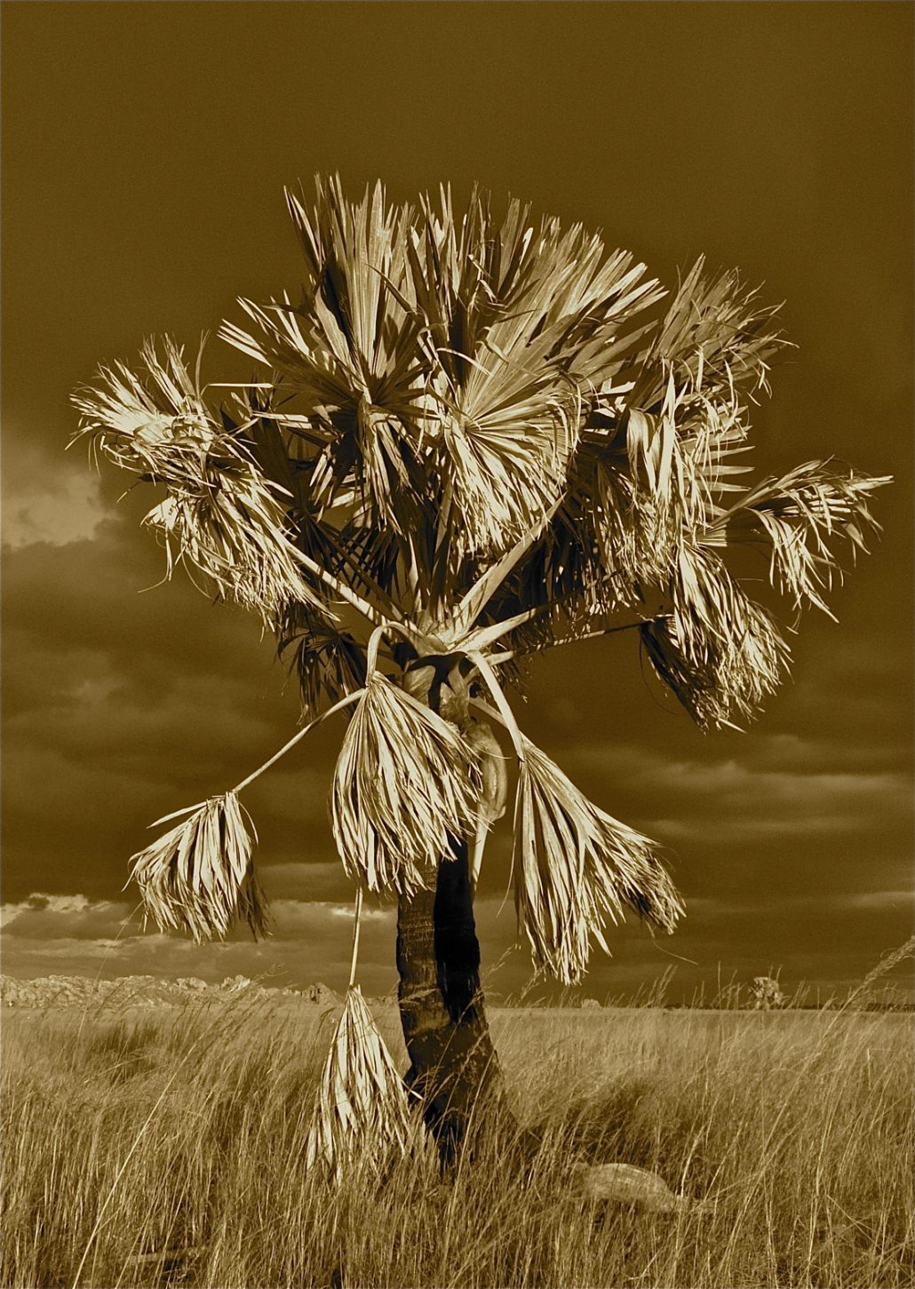 arbre sepia