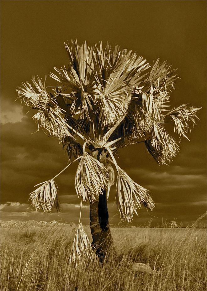 arbre sepia