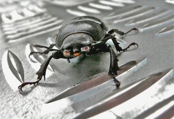 scarabé vampire