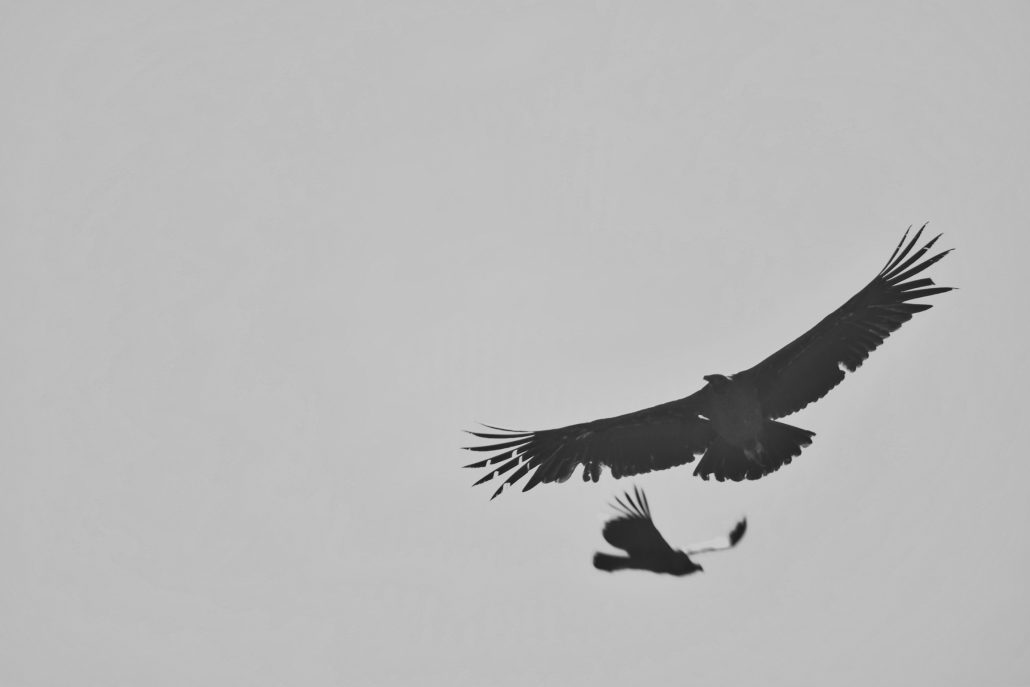 Condor flight