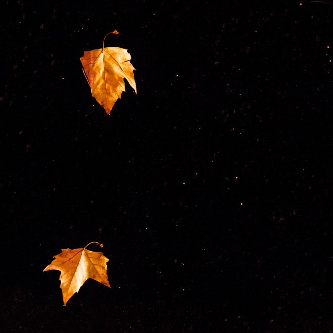 Feuilles d'automne