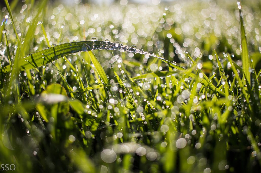 L’herbe verte de pluie