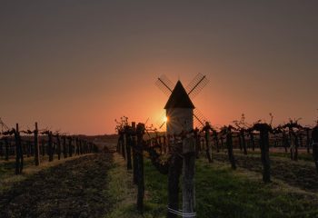 Windmill on the vine