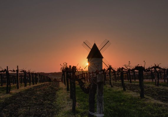 Windmill on the vine