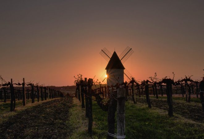 Windmill on the vine