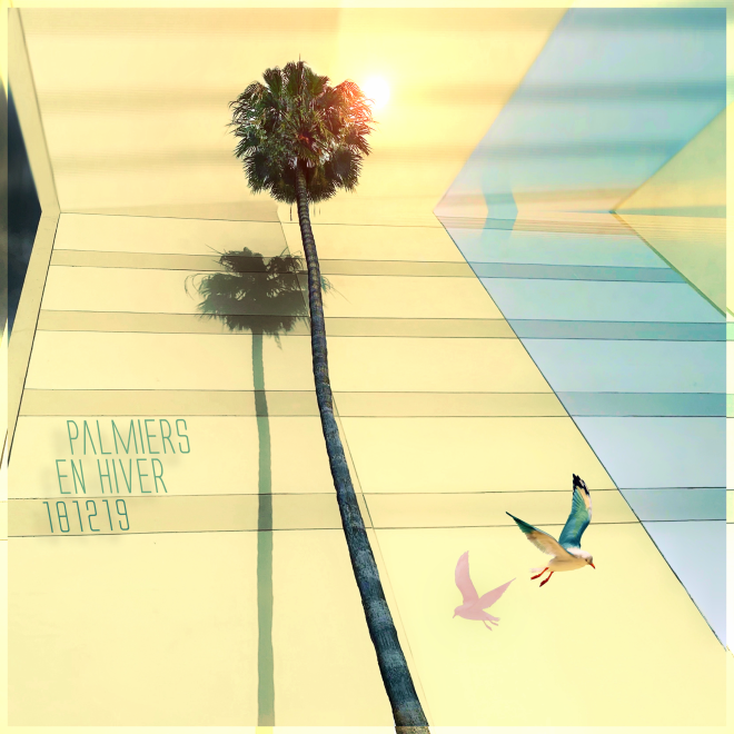 Palmiers en hiver