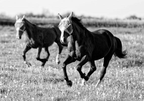 libération sous caution, Angoulême mai 2020