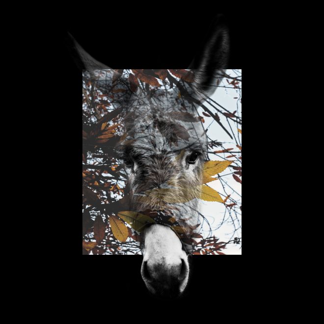 Âne des Terres Noires