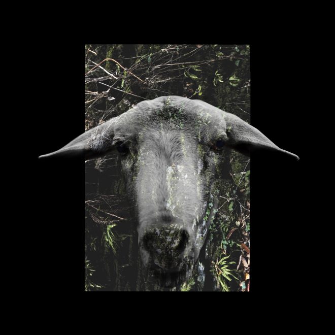 Wild Sheep