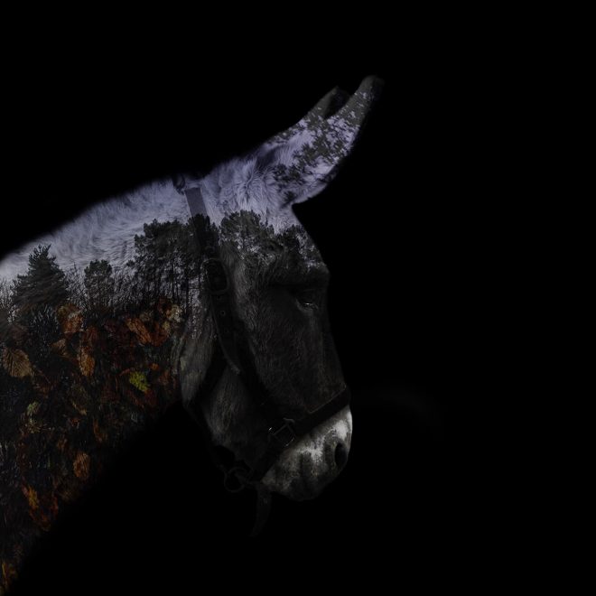 Ânesse crépusculaire