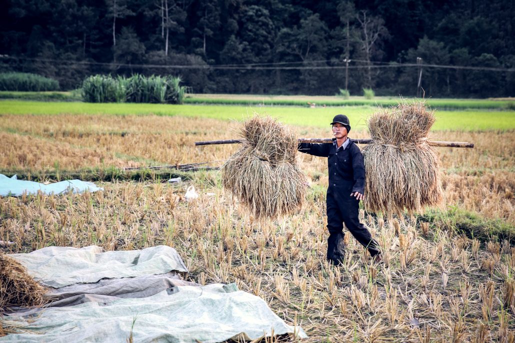 Harvest in Ricefield