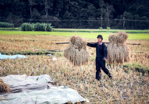 Harvest in Ricefield