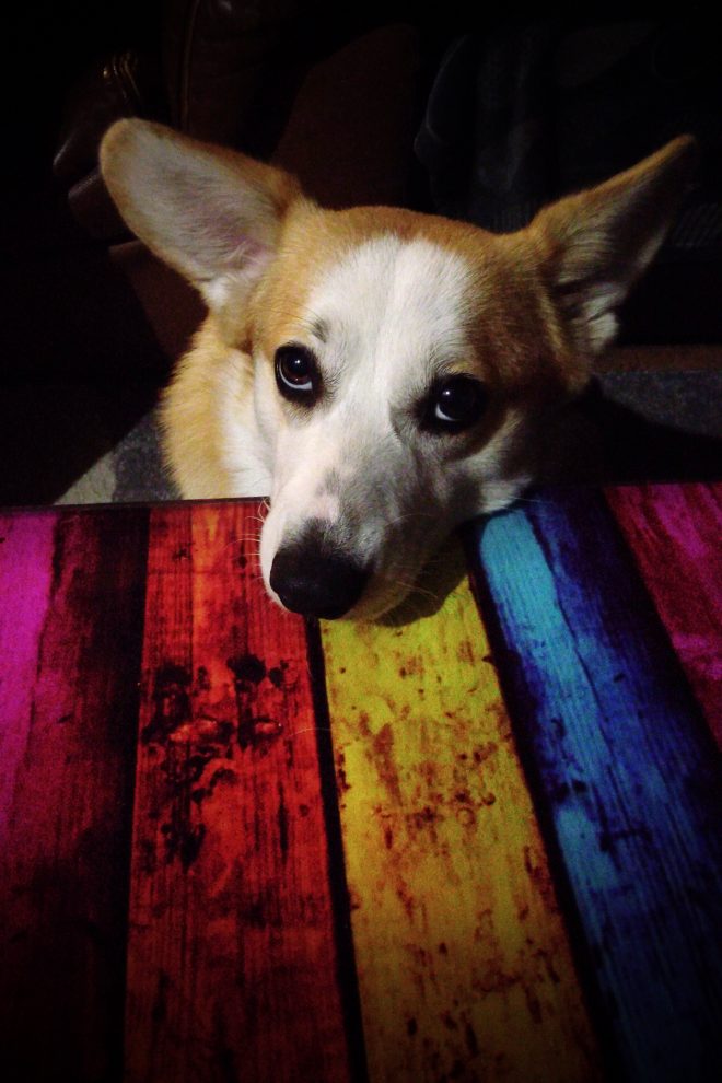 Corgi Color