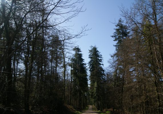 Forêt