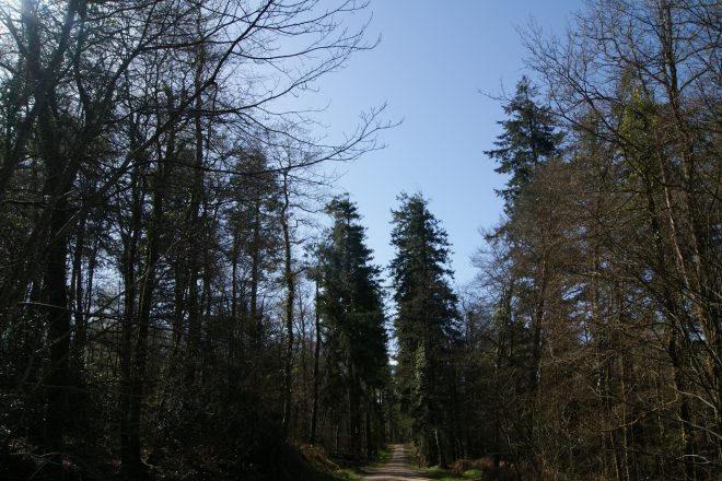 Forêt