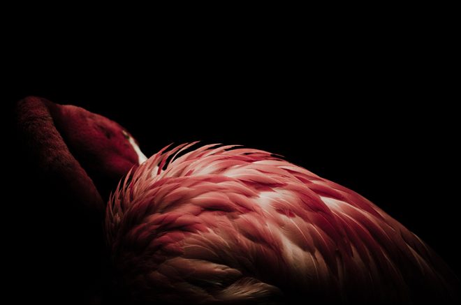 Darkux Phoenicopterux